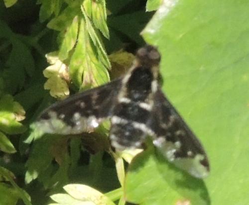 Hemipenthes maura